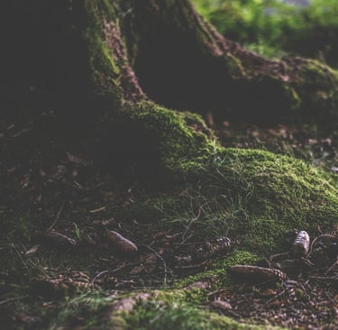 tree with moss and forest ground