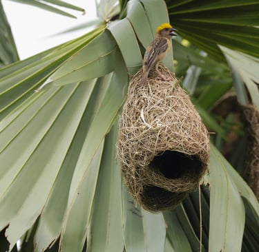 A shadowed, symbolic image of an empty branch or abandoned nest (no injured birds shown).