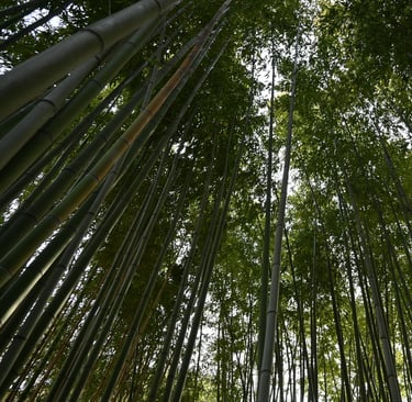 veduta dal basso di una foresta di bamboo