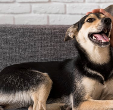 happy dog on the couch at Fido's pet sitters Lynnwood Washington