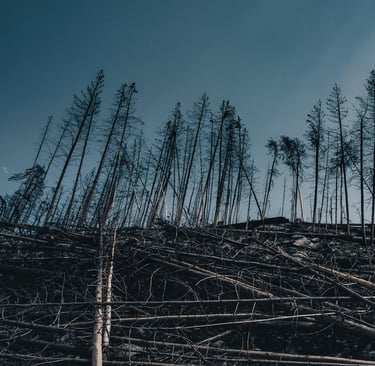 caducidad del expediente sancionador