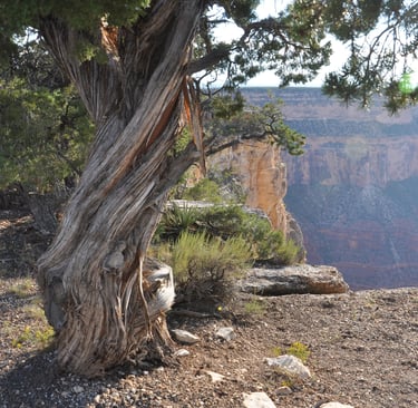 a tree with the grand canyon in the background