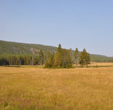 a field with a river and a mountain in the background in yellowstone national park