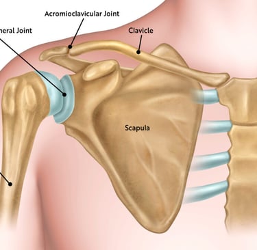 Shoulder Joint