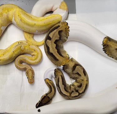 Pair Pied Ball Pythons-Breeder ball python-Pet Den