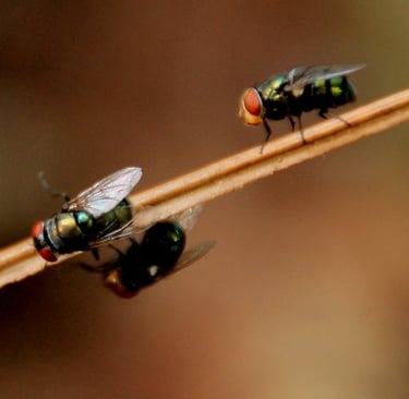 Destruction de mouches par Ouest Guêpes Frelons