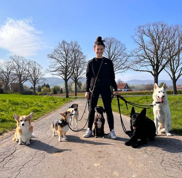 Nella von der HUndeschule Resistancedog beim Dogwalking in Hondelage