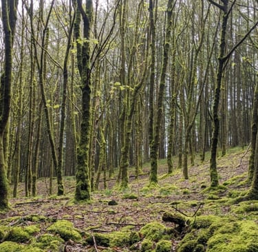 A 'new' old growth forest - project partner