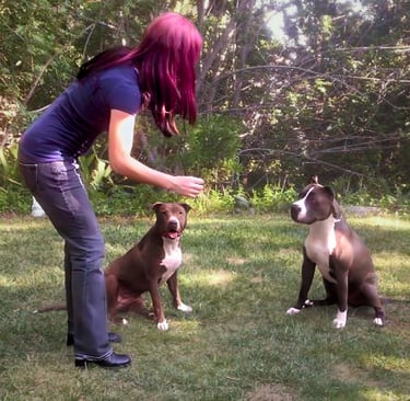 Dog rescuer and Rock of Love star Lacey Sculls gets two rescued Pit Bulls ready for their new home