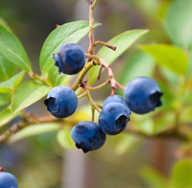 multiple Blueberries growing on a leafy bush