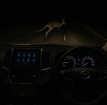kangaroo jumping across road in front of vehicle at night