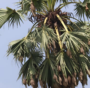Baya Weaver habitat showing an nesting trees affected by environmental and manmade causes