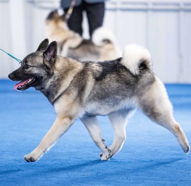 Norwegian Elkhound gaiting in the show ring