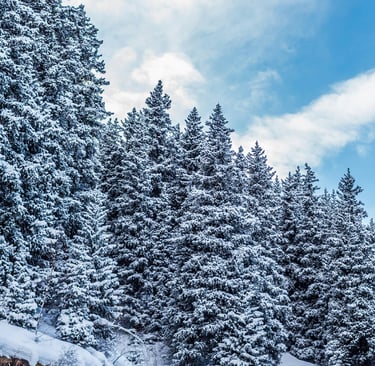 a snow covered forest filled with lots of trees, Karakol, by Collab Media