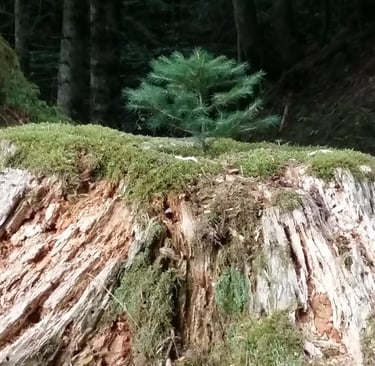 Petit sapin qui pousse sur une souche morte et régénère ainsi l'arbre