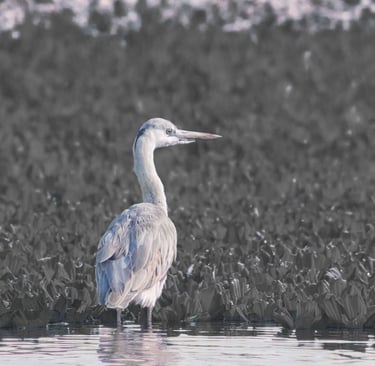 birdwatching tours in ranthambore national park