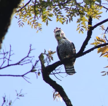 A juvenile Ornate Hawk-Eagle stares at the camera from its perch in El Ocote Biosphere Reserve