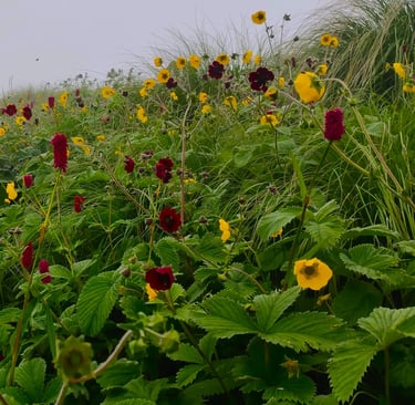 Meadow of yellow and red wildflowers on a misty grassy hillside