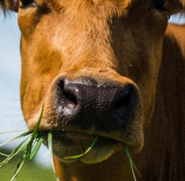 Organic Dairy cow Jersey