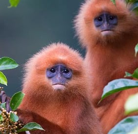 The endemic Red Leaf Monkeys at Danum Valley Rainforest