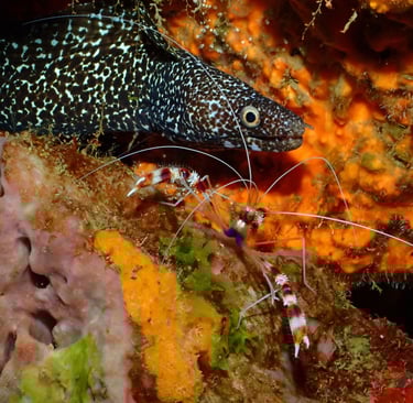 Aquarium Voyage France Guadeloupe