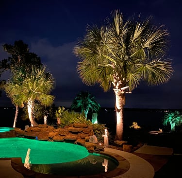 palm tree up lights at night