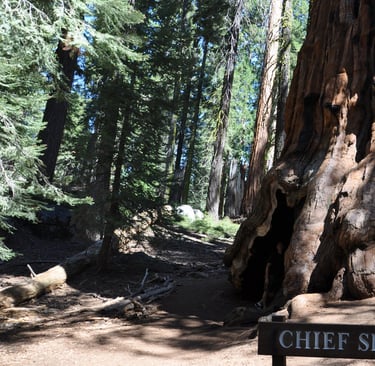 a sign that says chief sequoyah