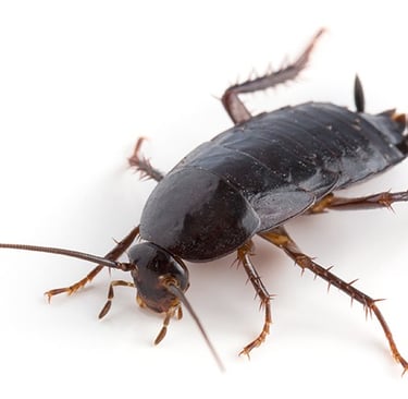 Traitement contre les blattes à Valence