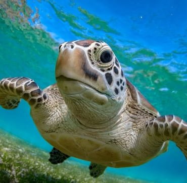 a turtle turtle turtle turtle turtle turtle turtle turtle turtle turtle turtle turtle turtle turtle turtle