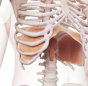Anatomie du diaphragme image