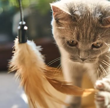 Un chaton en train de jouer avec un plumeau