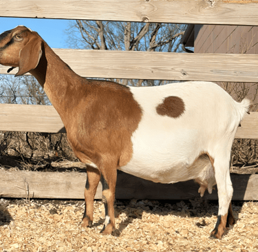 Half brown and half white goat 
