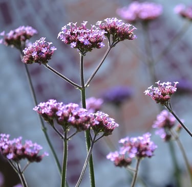 Verbina flowers with bee