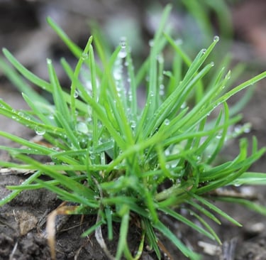 some Annual Bluegrass weeds growing in browb soil
