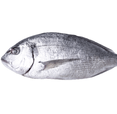 cold storage for fish