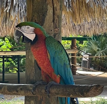 a parrot sitting on a tree branch in a tropical setting scape park punta cana