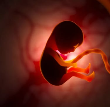a baby in the womb
