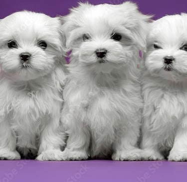 Teacup Maltese Puppy Litter In Texas 