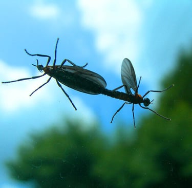 a pair of lovebugs on a car windshild