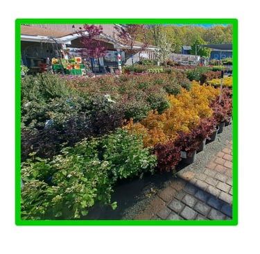 garden nursery roxbury NJ plants shrubs trees