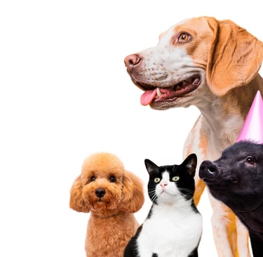 Direito dos Animais DUDA