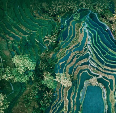 Tegalalang Rice Terrace