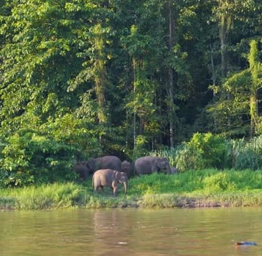 Borneo pygmy elephants on the Kinabatangan River