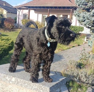 Arbogast des Diamants Noirs d'Also