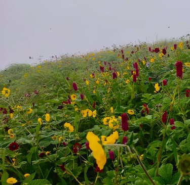 Meadow of yellow and red wildflowers on a misty grassy hillside
