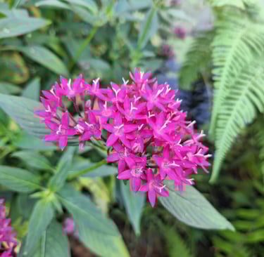 pink flower clusters blooming in vegetation