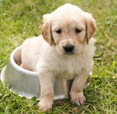 Chiot assis dans sa gamelle