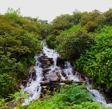 Small cascading waterfall surrounded by dense green foliage in a mountain setting