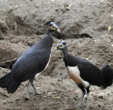 Maleo bird at Tambun Sanctuary, North Sulawesi