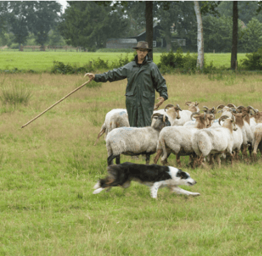 Demonstratie schapendrijven